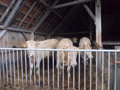 Van den Broek farma u Nizozemskoj