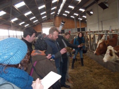 Farma krava u Nizozemskoj