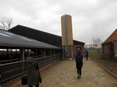 Farma krava u Nizozemskoj