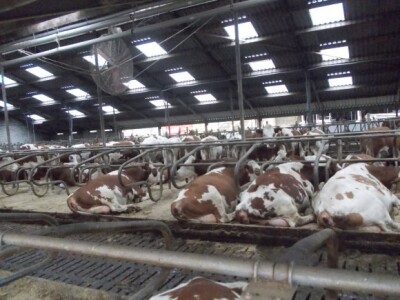 Farma krava u Nizozemskoj