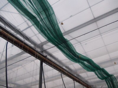 eko paprike, krastavci i rajčica iz Nizozemske