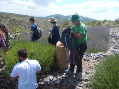 Berači odnose ubranu lavandu u velike vreće Berači odnose ubranu lavandu u velike vreće