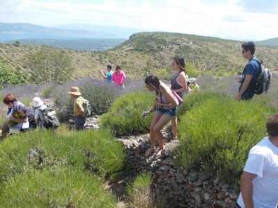 Japanke se dobro snalaze po hvarskim poljima Japanke se dobro snalaze po hvarskim poljima