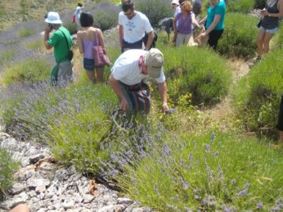 Berba levande na Hvaru Berba levande na Hvaru