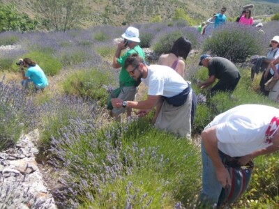 Bere se srpom Bere se srpom