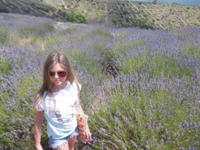 Berba levande na Hvaru Berba levande na Hvaru