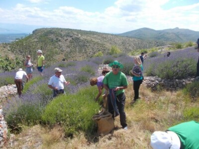 Berba levande na Hvaru Berba levande na Hvaru