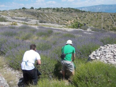 Berba levande na Hvaru Berba levande na Hvaru