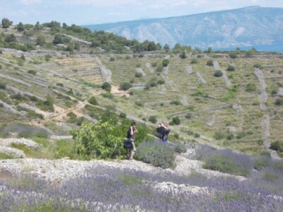 Berba levande na Hvaru Berba levande na Hvaru