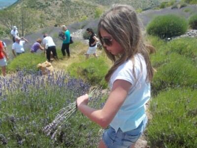 Berba levande na Hvaru Berba levande na Hvaru