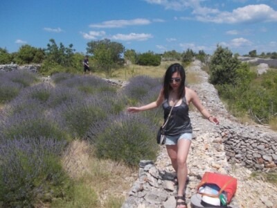 Berba levande na Hvaru Berba levande na Hvaru