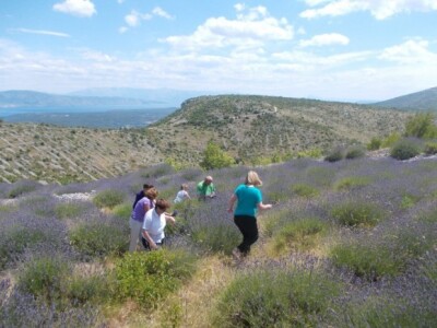 Berba levande na Hvaru Berba levande na Hvaru