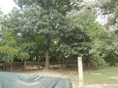 Crna slavonska svinja u Črnkovcima