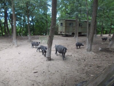 Crna slavonska svinja u Črnkovcima