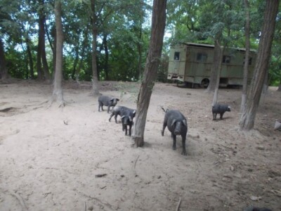 Crna slavonska svinja u Črnkovcima