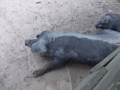 Crna slavonska svinja u Črnkovcima