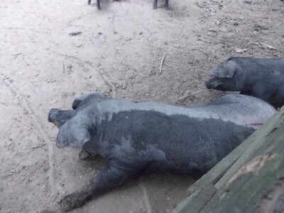 Crna slavonska svinja u Črnkovcima