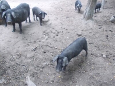 Crna slavonska svinja u Črnkovcima