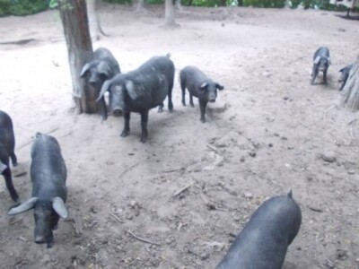 Crna slavonska svinja u Črnkovcima