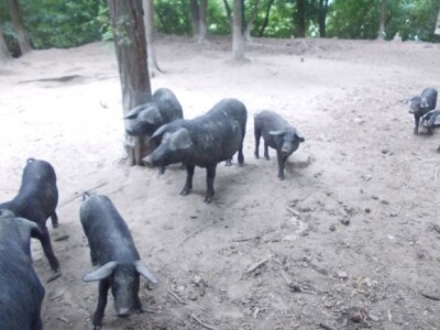 Crna slavonska svinja u Črnkovcima