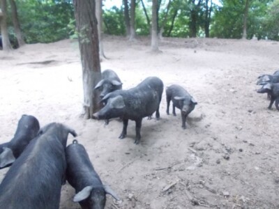 Crna slavonska svinja u Črnkovcima