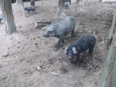 Crna slavonska svinja u Črnkovcima