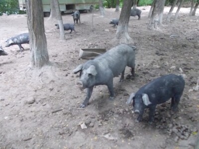 Crna slavonska svinja u Črnkovcima