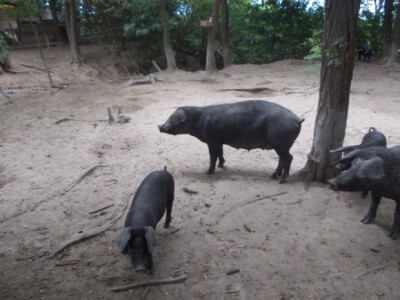 Crna slavonska svinja u Črnkovcima