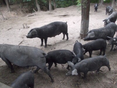 Crna slavonska svinja u Črnkovcima