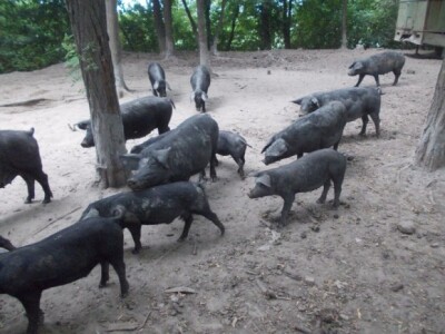 Crna slavonska svinja u Črnkovcima