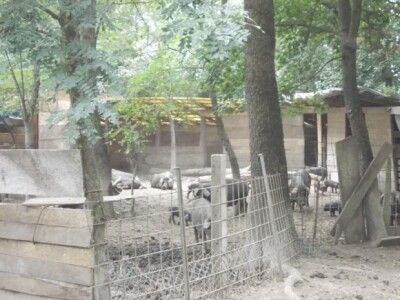 Crna slavonska svinja u Črnkovcima