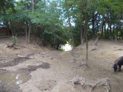 Crna slavonska svinja u Črnkovcima