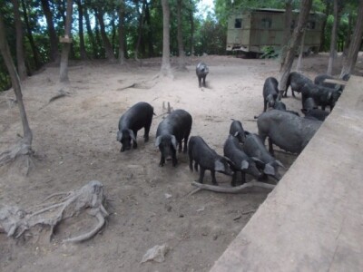 Crna slavonska svinja u Črnkovcima
