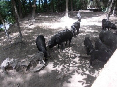 Crna slavonska svinja u Črnkovcima