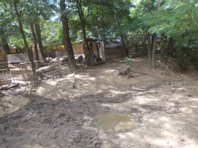 Crna slavonska svinja u Črnkovcima