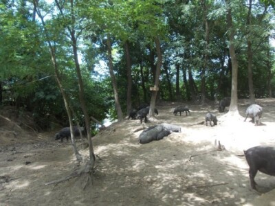 Crna slavonska svinja u Črnkovcima