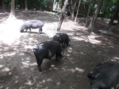 Crna slavonska svinja u Črnkovcima