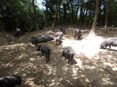 Crna slavonska svinja u Črnkovcima