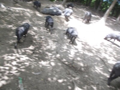 Crna slavonska svinja u Črnkovcima