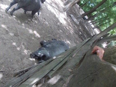 Crna slavonska svinja u Črnkovcima