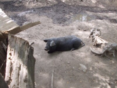 Crna slavonska svinja u Črnkovcima