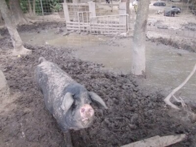 Crna slavonska svinja u Črnkovcima