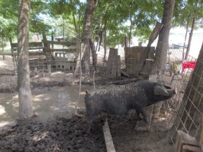 Crna slavonska svinja u Črnkovcima