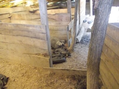 Crna slavonska svinja u Črnkovcima