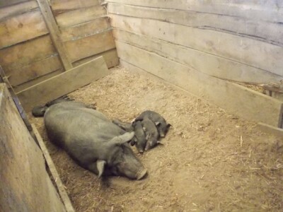 Prase često i više od 10 komada