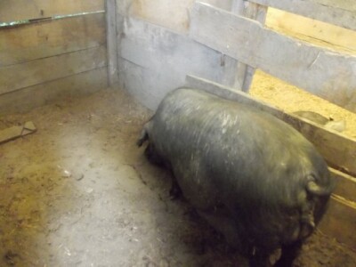 Crna slavonska svinja u Črnkovcima