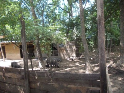 Crna slavonska svinja u Črnkovcima