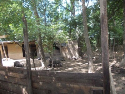 Crna slavonska svinja u Črnkovcima