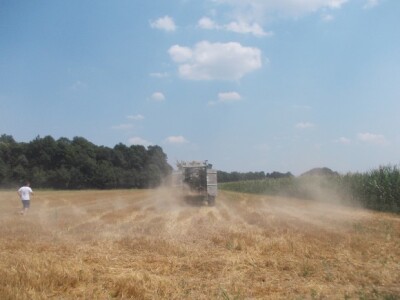 Karbokalk u Punitovcima