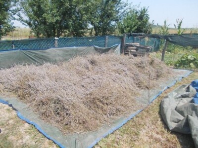 Ubrana lavanda u Antunovcu